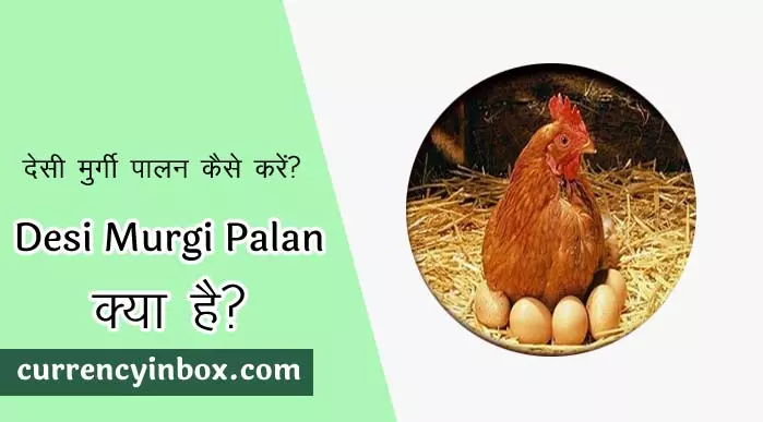 Desi Murgi Palan और देसी मुर्गी पालन योजना